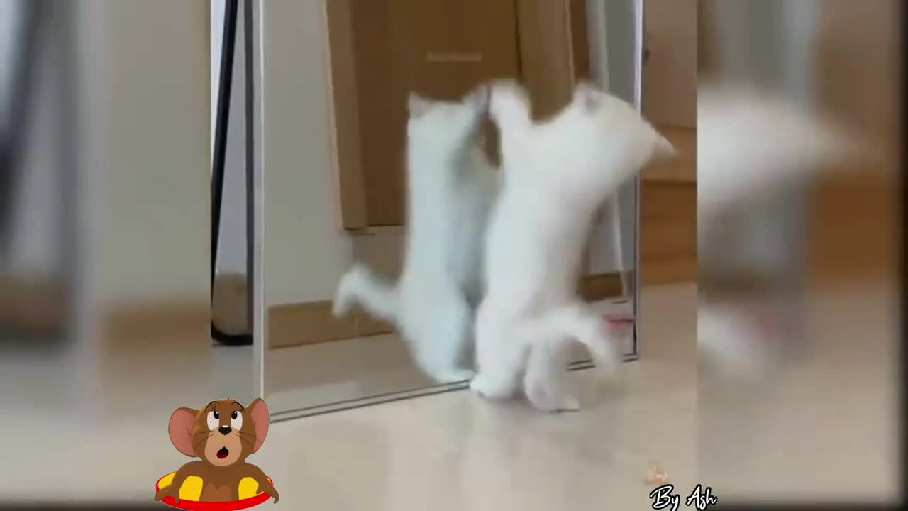 Cat in front of mirror I #funny #short