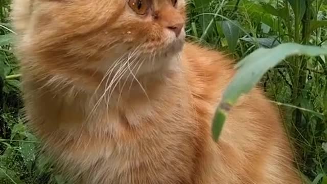 My cat hides in the grass