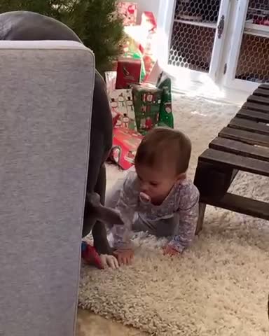 Baby and dog have the cutest fight over a granola bar
