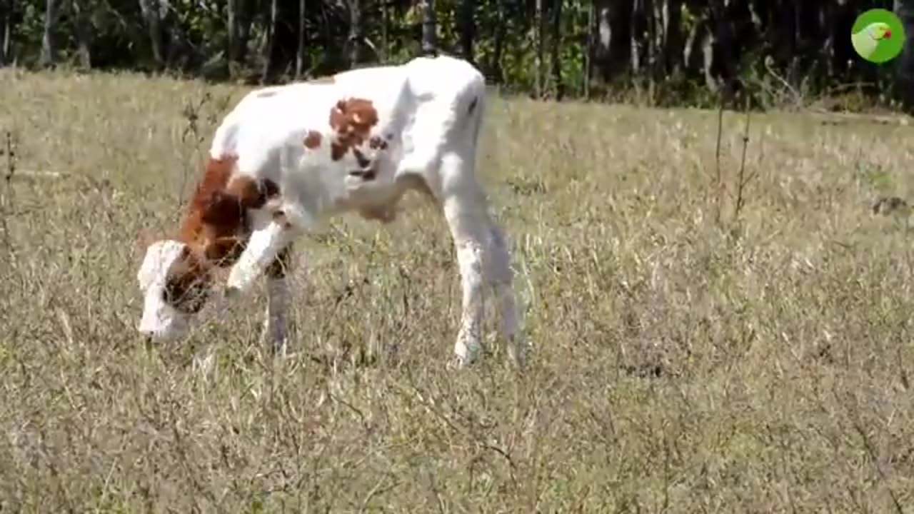 Cow relax video, cow