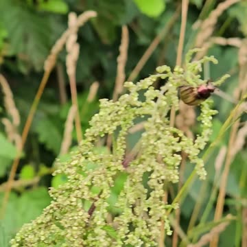 My hiking bug bud Fred #mockumentary #nature #wildlife
