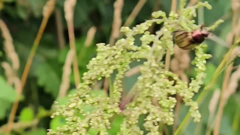 My hiking bug bud Fred #mockumentary #nature #wildlife