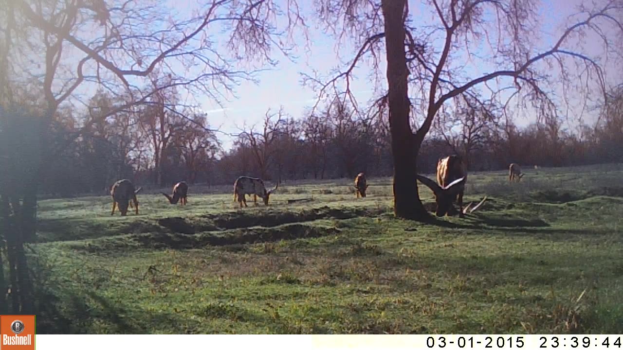 Watusi grazing