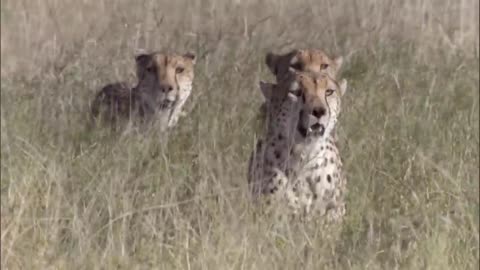 Three Cheetahs Vs Ostrich | Life |