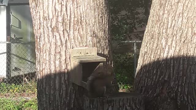 Backyard Squirrel v.1