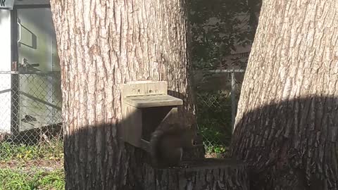 Backyard Squirrel v.1