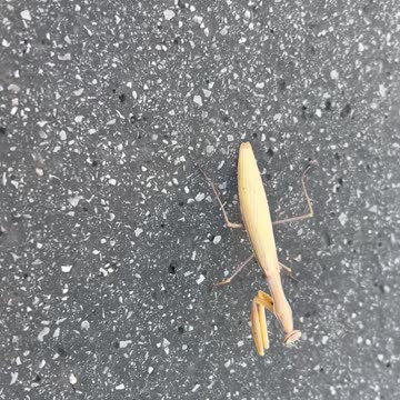 Praying Mantis