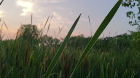 Cattails of Lake