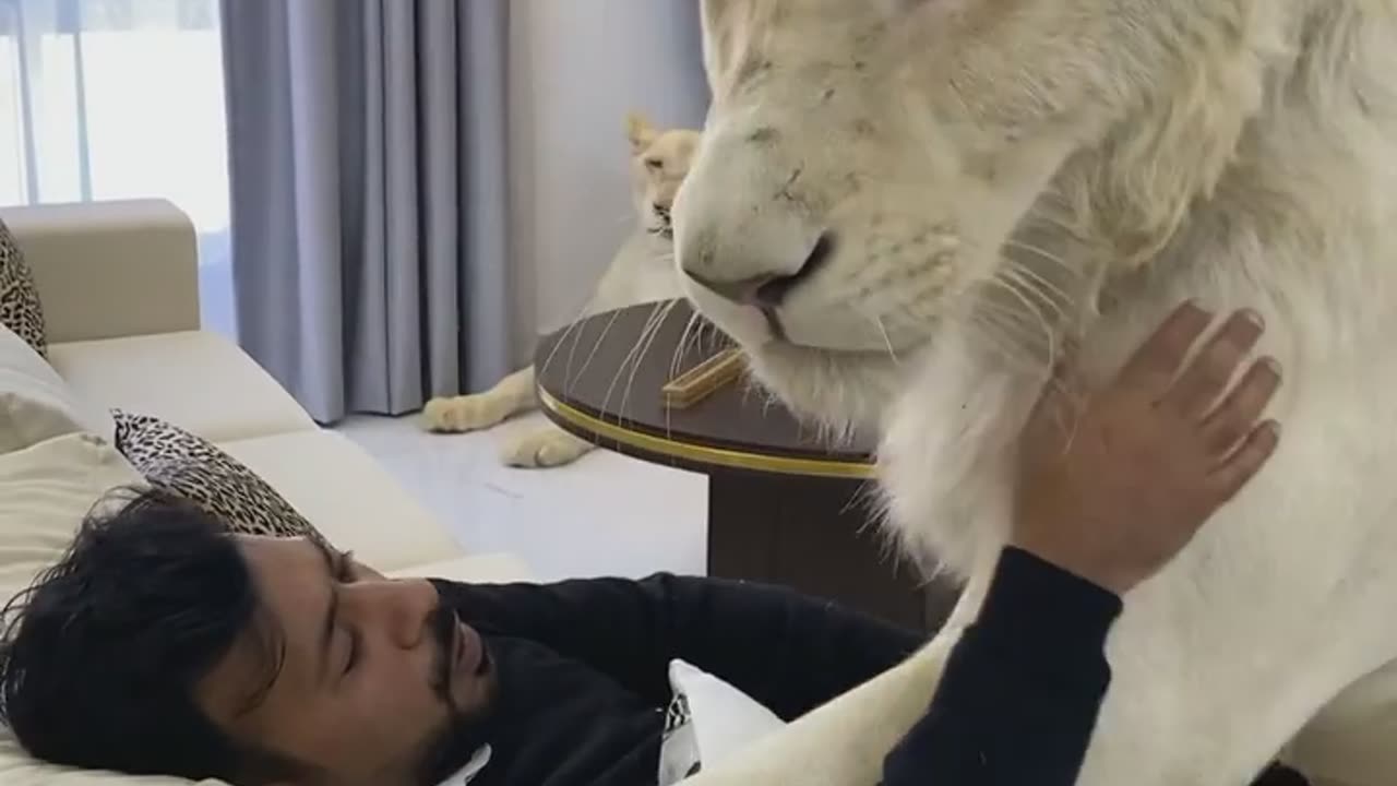 Wild animal lover king love his lion 🦁