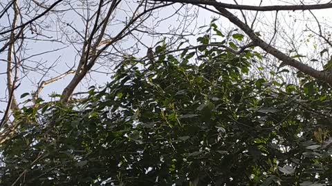 A sparrow on a tree