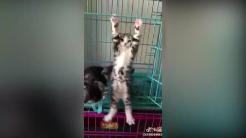 I love cats fun funny