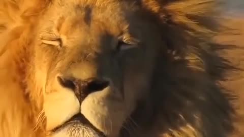 Lion King 🦁|| pet lovers || animal lover