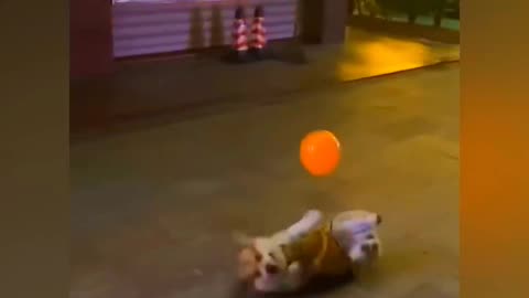 #funny animals video