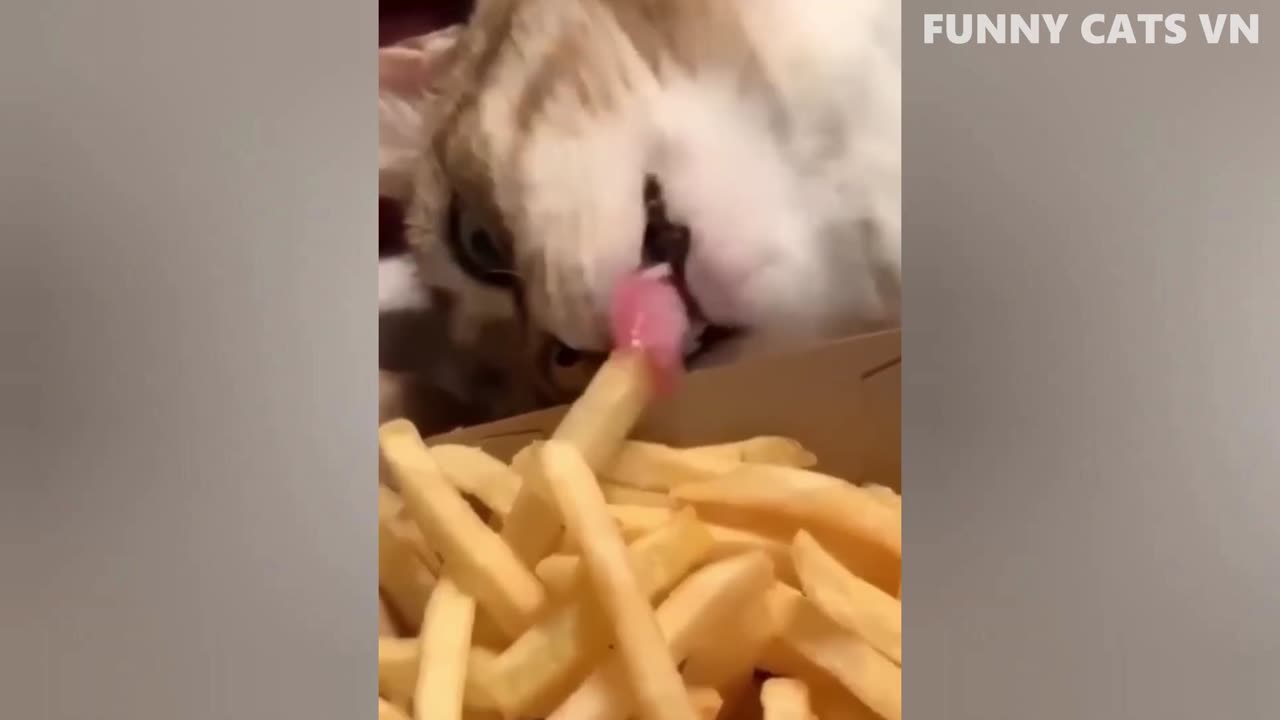 Best Funny Animal Videos