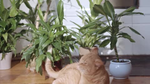 WOW VERY NICE CAT
