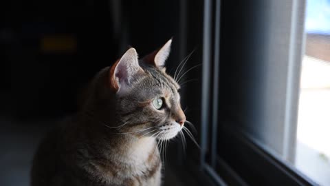 Cat looking out the window