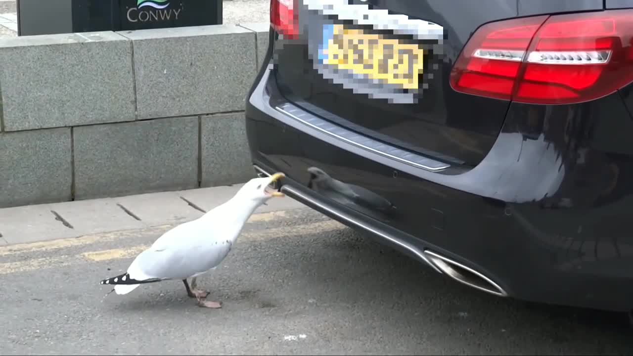 funny pets compilation