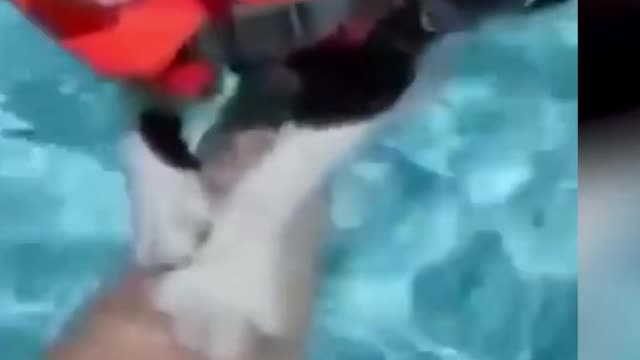 Swimming cat so cute