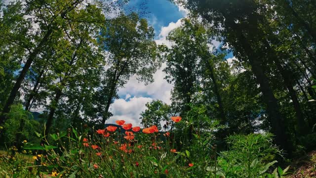 Wild Flowers Growing In A Forest Ground