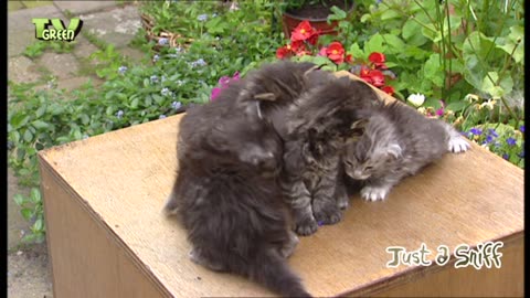 Maine Coon kittens