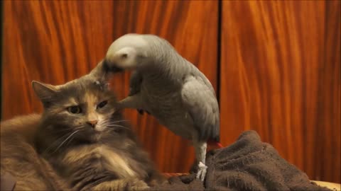 Parrot annoys dozing cat