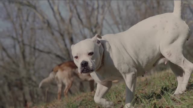 Angry Dog Trying to Bite Another most video