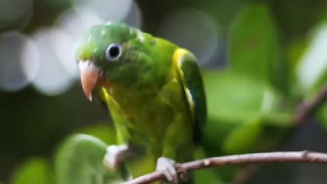 Low Angle View of Green Bird Perched on Tree Branch