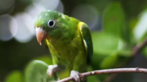 Low Angle View of Green Bird Perched on Tree Branch