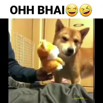 Pets reaction