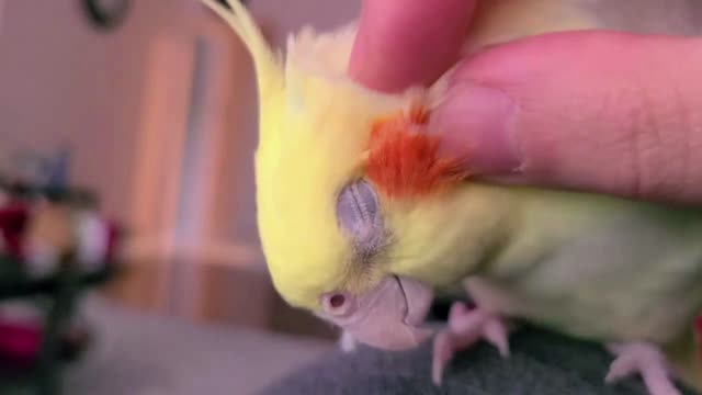 How Ears of a Parrot Look Like?