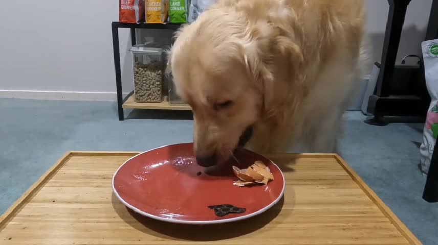 It's hard for someone who's never owned a dog to imagine what it's like to live with a dog