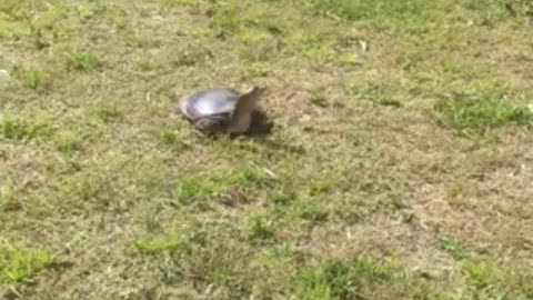 Soft shell freshwater turtle preparing to lay eggs