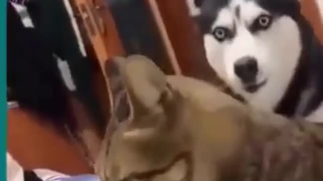 FUNNY ANIMALS VIDEOS TRY NOT TO LAUGH 🤣 | FUNNY CATS | FUNNY DOGS | CUTEST ANIMALS Eps 83 #SHORTS