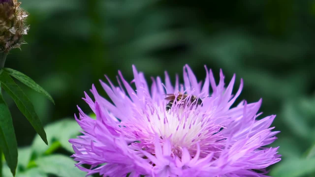 Bee on a Spring Blooming Flower close up