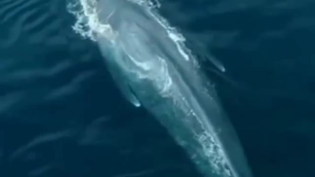 big fish caught in the sea are recorded by camera