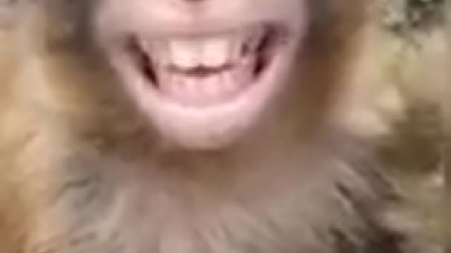 Monkey funny mnvment video