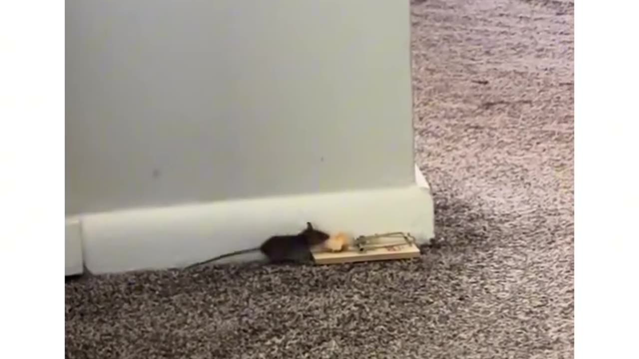 Even the rat is smarter than me