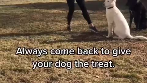 Dog Training Tips