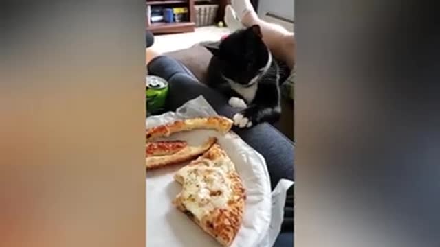 Funniest animal momentts in 2029🔥🥰😂🤣