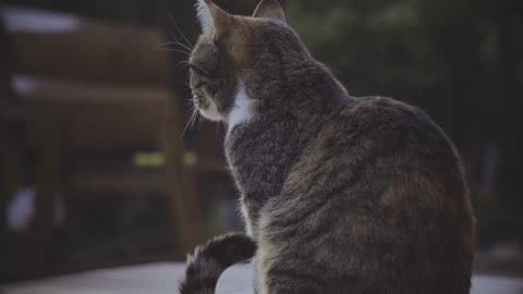 Cat play in garden