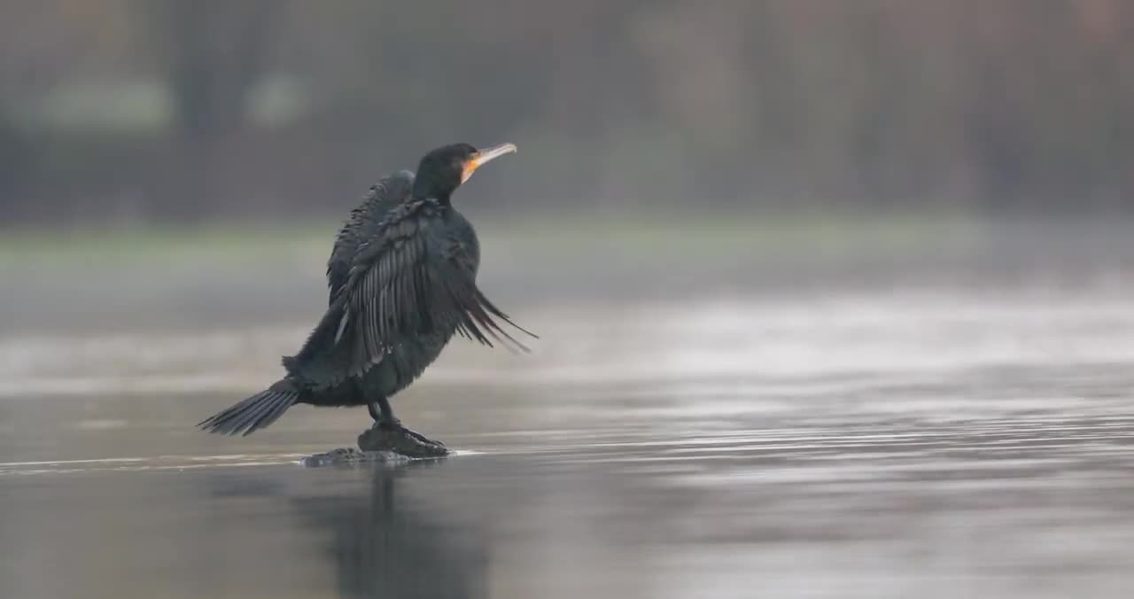 Silberreiher, Graureiher und Kormoran in 4K ( Canon 1DX Mark ii)