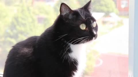 One cute black cat.