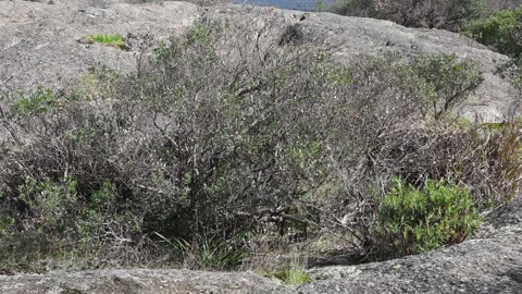A minute of frogs on a rock