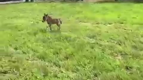 Cute animals for when you are stressed