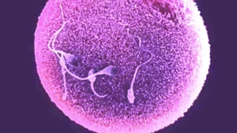 La Vita Biologica si basa sulla MERITOCRAZIA (Mara Yiel Iddau)