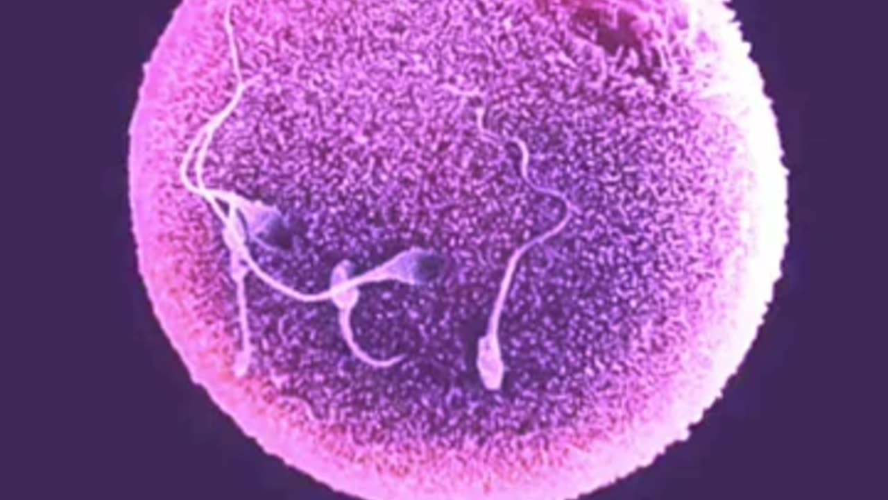 La Vita Biologica si basa sulla MERITOCRAZIA (Mara Yiel Iddau)