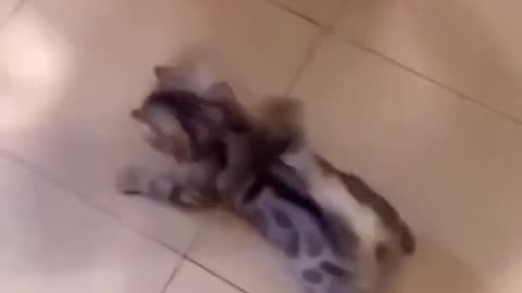 Funny Cats and Dogs Shorts compilation