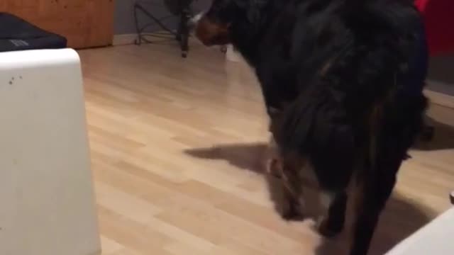 Girl in bedroom calls bernese dog over to her and squeals