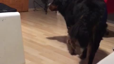 Girl in bedroom calls bernese dog over to her and squeals