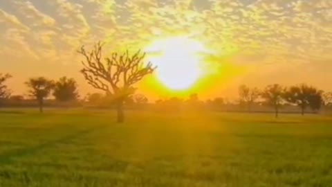 Nature View ll Sun Rising Scene On Field ll